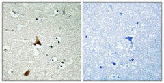 Caspase-1 (phospho Ser376) rabbit pAb