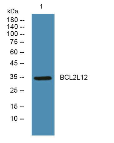 BCL2L12 rabbit pAb