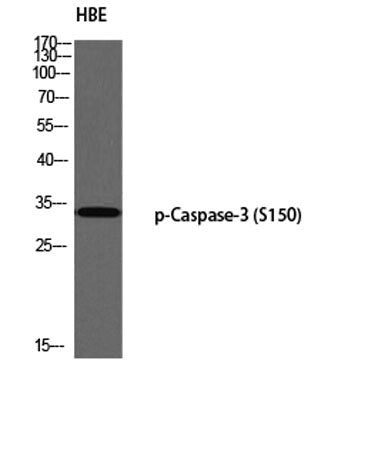 Caspase-3 (phospho Ser150) rabbit pAb