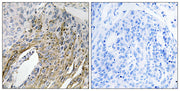 LONP2 rabbit pAb