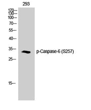 Caspase-6 (phospho Ser257) rabbit pAb