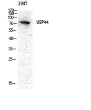 USP44 rabbit pAb