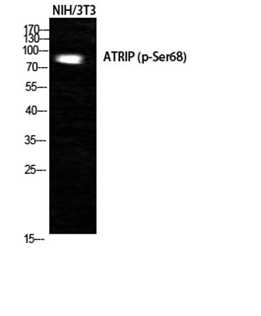 ATRIP (phospho Ser68) rabbit pAb
