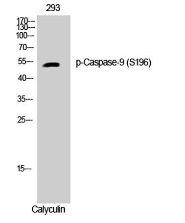 Caspase-9 (phospho Ser196) rabbit pAb
