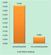 Caspase-9 (phospho Tyr153) rabbit pAb