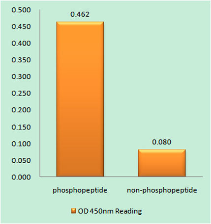 Caspase-9 (phospho Tyr153) rabbit pAb