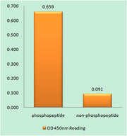 Caspase-9 (phospho Ser144) rabbit pAb