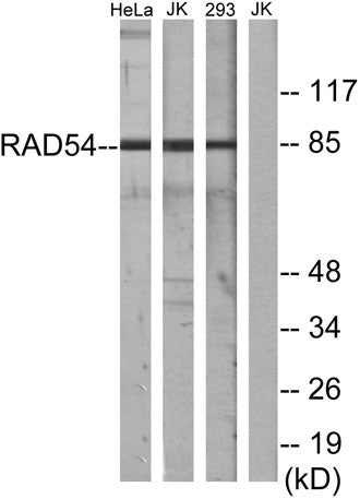 Rad54 rabbit pAb