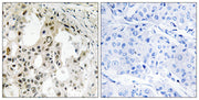 eIF3ζ rabbit pAb