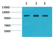 Actinin-α1 rabbit pAb