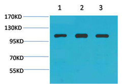 Actinin-α1 rabbit pAb