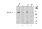 RIP2 (phospho Ser176) rabbit pAb