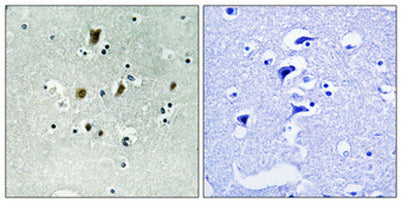 Cdc16 (phospho Ser560) rabbit pAb