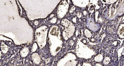 Neuron Navigator 1 rabbit pAb