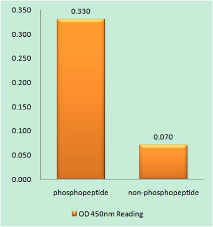 Cyclin E1 (phospho Thr77) rabbit pAb