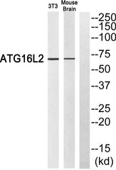 Atg16L2 rabbit pAb