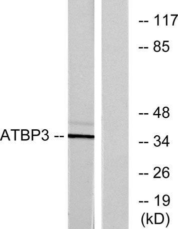 ATPBD3 rabbit pAb