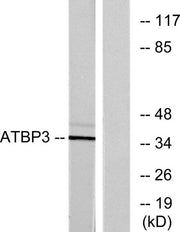 ATPBD3 rabbit pAb