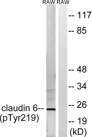 Claudin-6 (phospho Tyr219) rabbit pAb