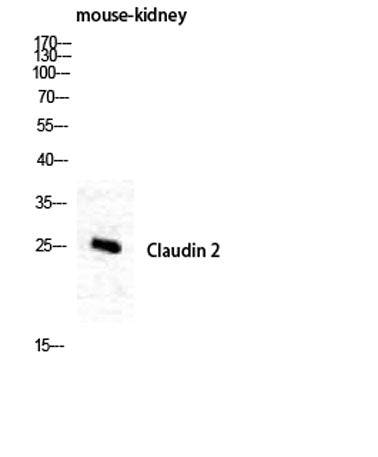 Claudin-2 rabbit pAb