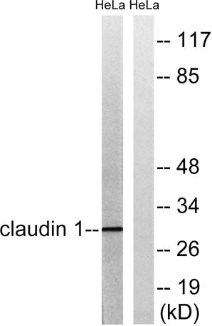 Claudin-1 rabbit pAb