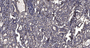 Internexin-α rabbit pAb