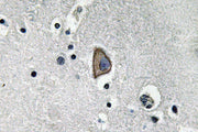 CD3-ε rabbit pAb