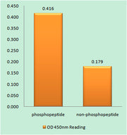 CD3 ζ (phospho Tyr142) rabbit pAb