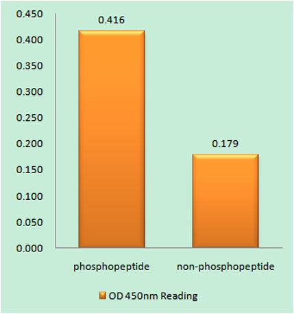CD3 ζ (phospho Tyr142) rabbit pAb
