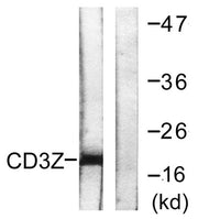 CD3 ζ rabbit pAb