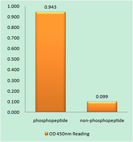 MSK1 (phospho Ser360) rabbit pAb