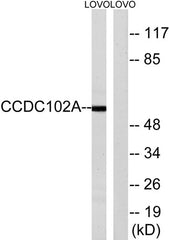 CCDC102A rabbit pAb
