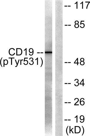 CD19 (phospho Tyr531) rabbit pAb