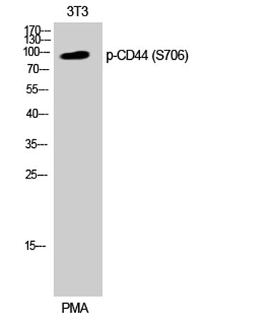 CD44 (phospho Ser706) rabbit pAb