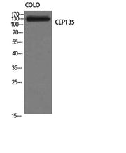 CEP135 rabbit pAb