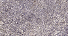 ACAP1 (phospho Ser554) rabbit pAb