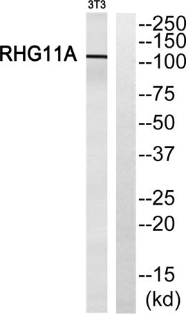 ARHGAP11A rabbit pAb