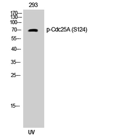 Cdc25A (phospho Ser124) rabbit pAb