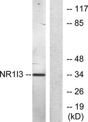 MB67 rabbit pAb
