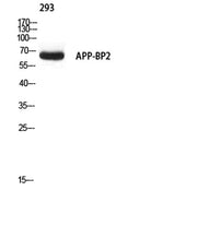 APP-BP2 rabbit pAb