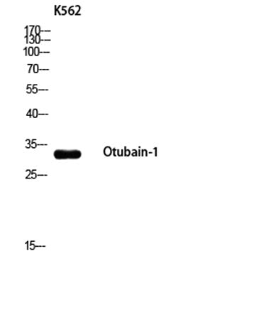 Otubain-1 rabbit pAb