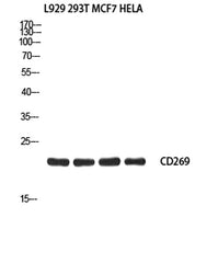 CD269 rabbit pAb