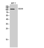 CD249 rabbit pAb