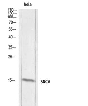 Synuclein-α rabbit pAb