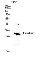 Calretinin rabbit pAb