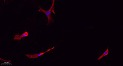 Caspase-1 rabbit pAb