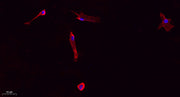 Collagen I rabbit pAb