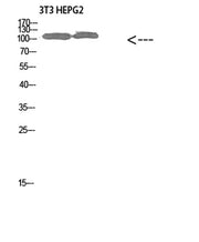 Collagen alpha-1(XXVIII)rabbit pAb