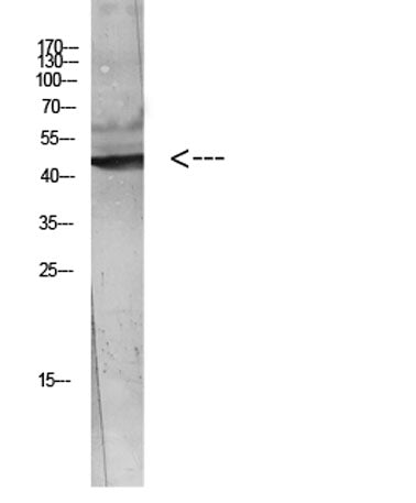 WISP-3 rabbit pAb