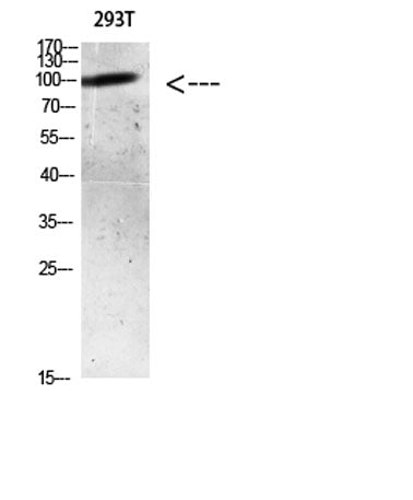 AR (Acetyl Lys633) rabbit pAb